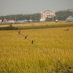 mg_6977